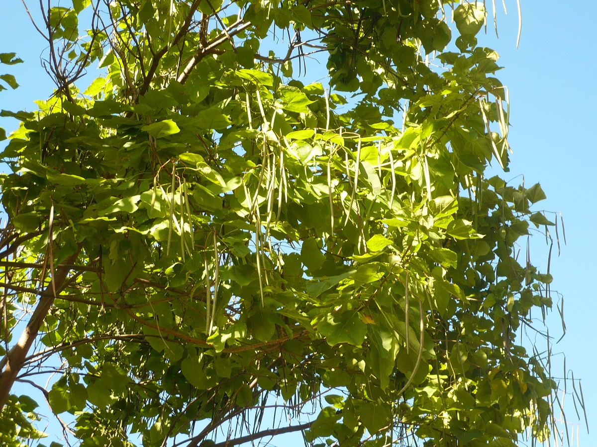 Catalpa bignonioides (Bignoniaceae)